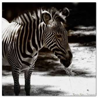 Zebra01.jpg
