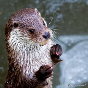 Otter01.jpg