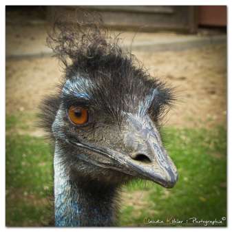 Emu.jpg