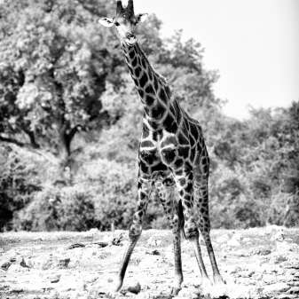 Giraffe01.jpg