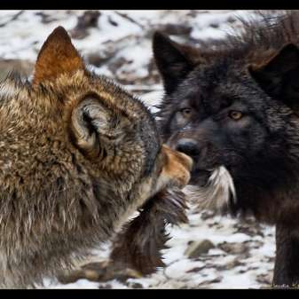 Wölfe.jpg