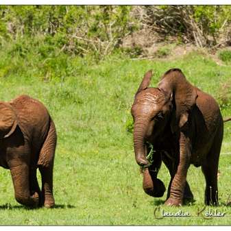 Elefantenbabys01.jpg