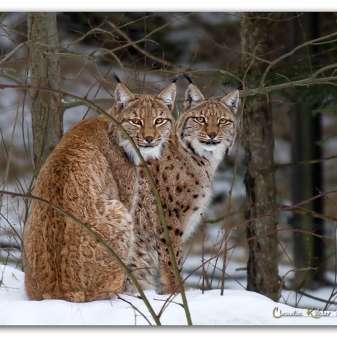 Luchs01.jpg