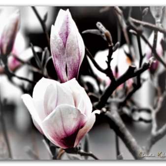 Magnolie01.jpg