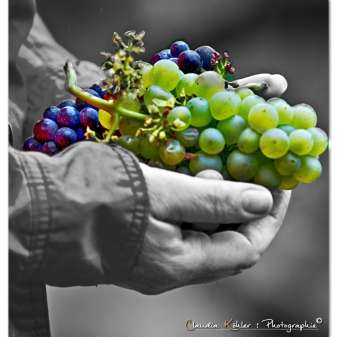Trauben01.jpg