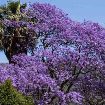 Jaquaranda03.jpg