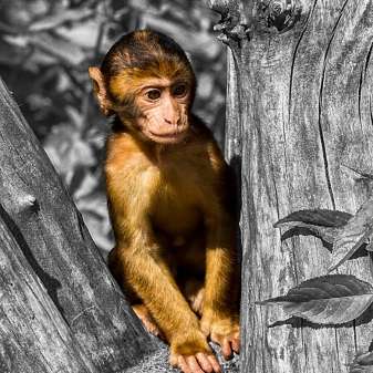 Affenbaby02.jpg