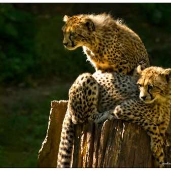 Gepardenbabys.jpg