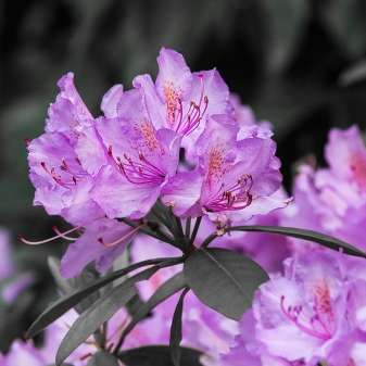 Rhododentron03.jpg