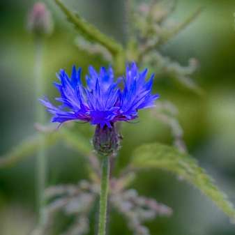 Kornblume.jpg