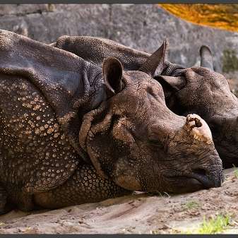 Nashorn.jpg