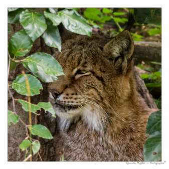 luchs-01.jpg