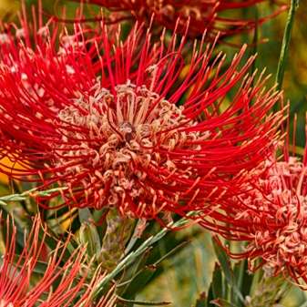 Protea.jpg