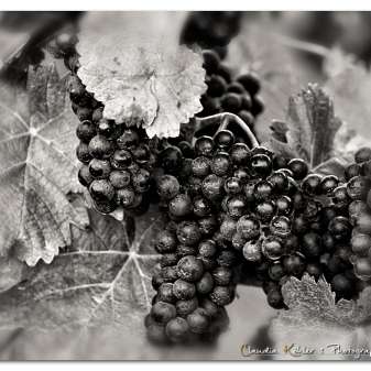 Trauben.jpg